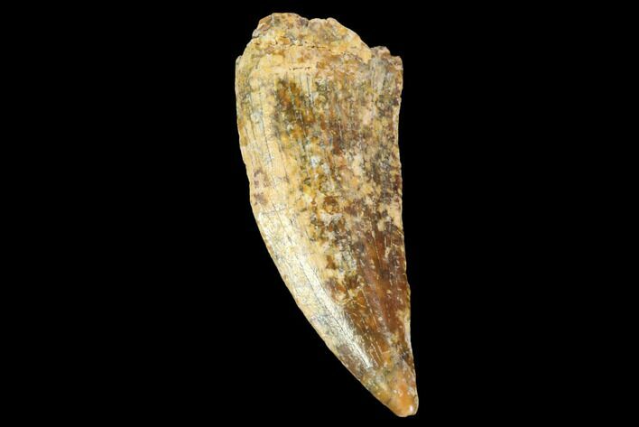 Raptor Tooth - Real Dinosaur Tooth #87813